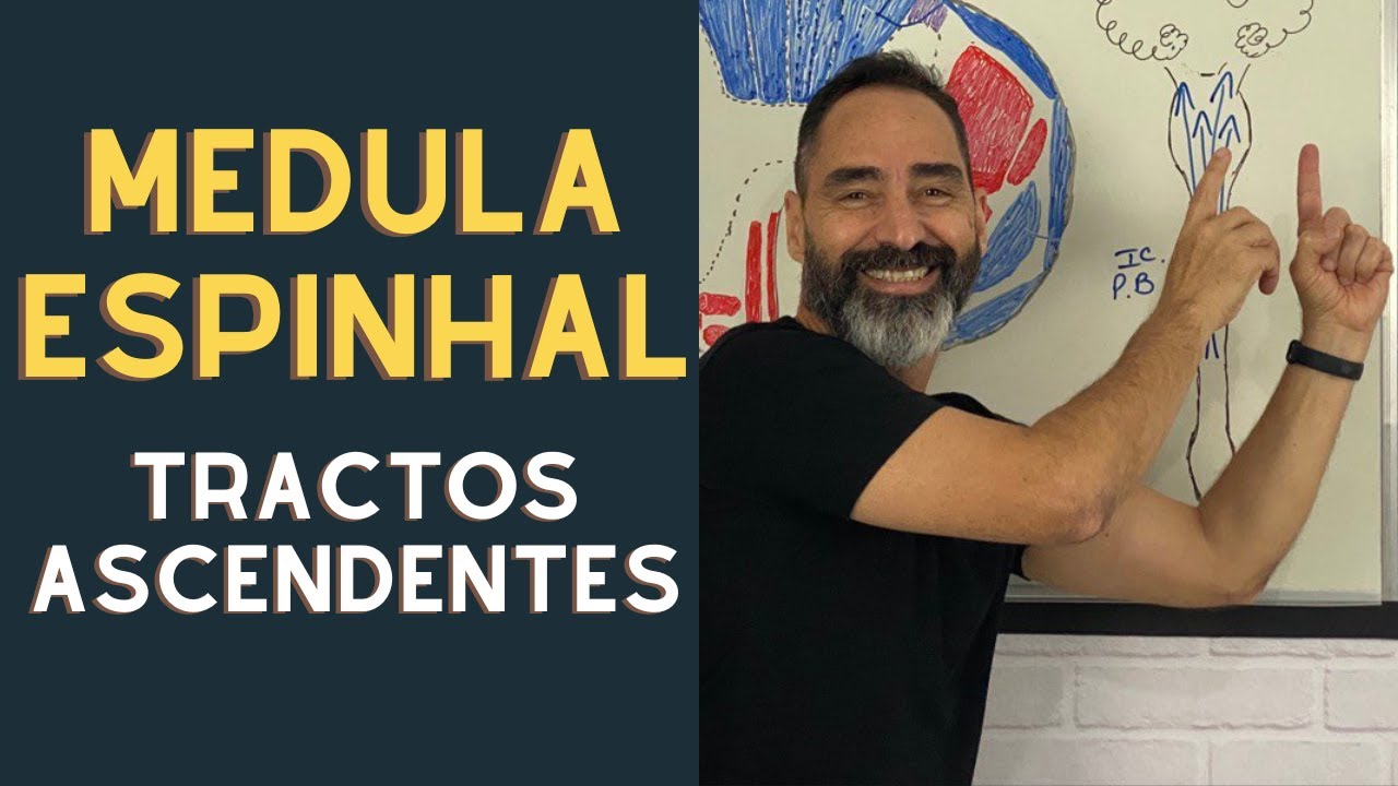 MEDULA ESPINHAL - MORFOLOGIA INTERNA VIAS ASCENDENTES COM FUN&Ccedil;&Otilde;ES SENSITIVAS