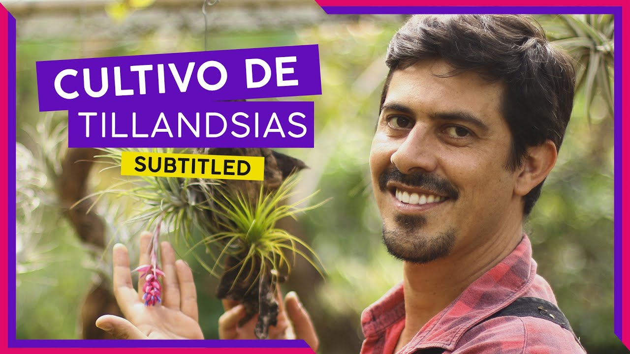 COMO CUIDAR DE TILLANDSIAS (SUBTITLED)