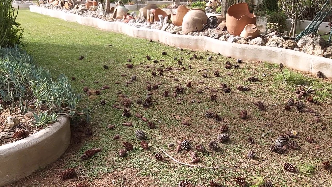 Piñas de pino carrasco o Alepensis |El Sueño jardín botánico