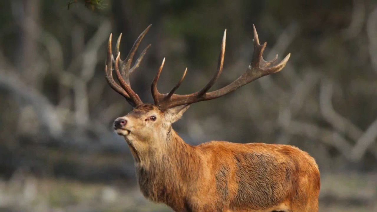 Red Deer 08.02.2026 Saaremaa hirved
