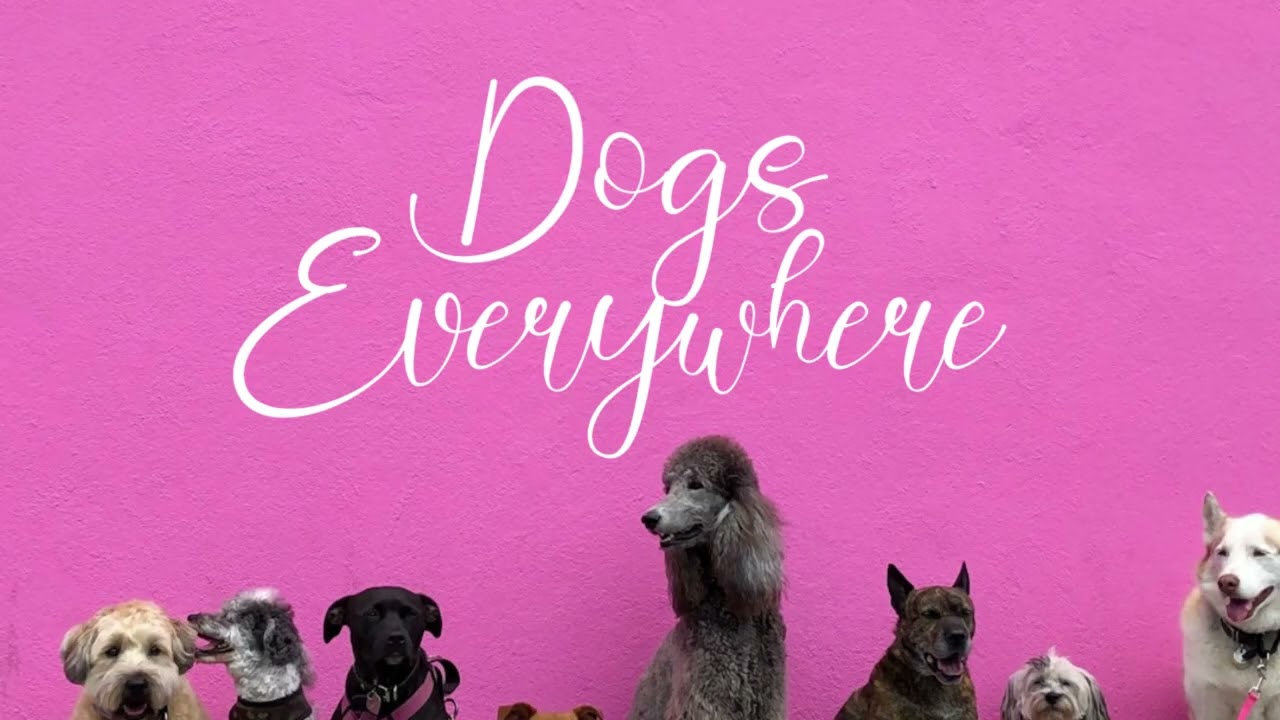 Dogs Are Everywhere