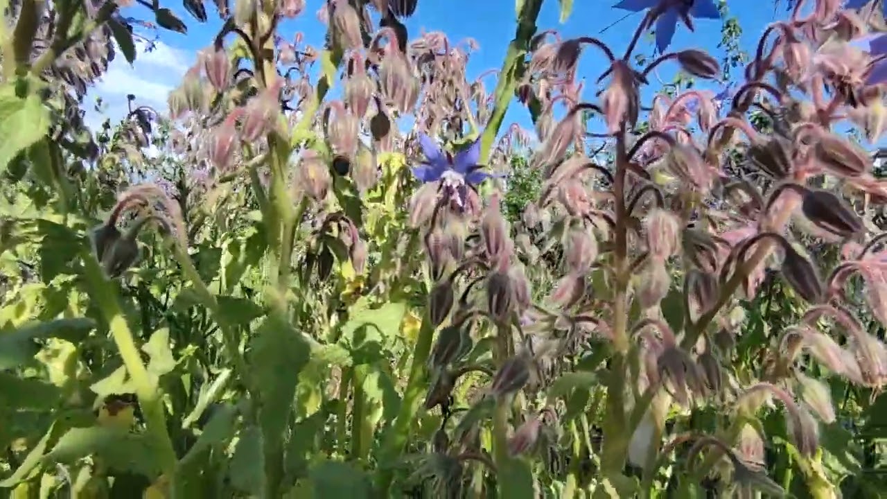 🌸 La BORRAGINE, una pianta amica nell'ORTO