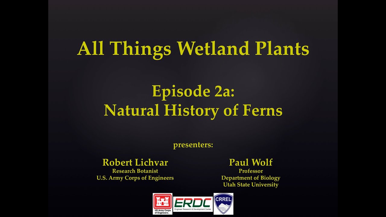 Natural History of Ferns