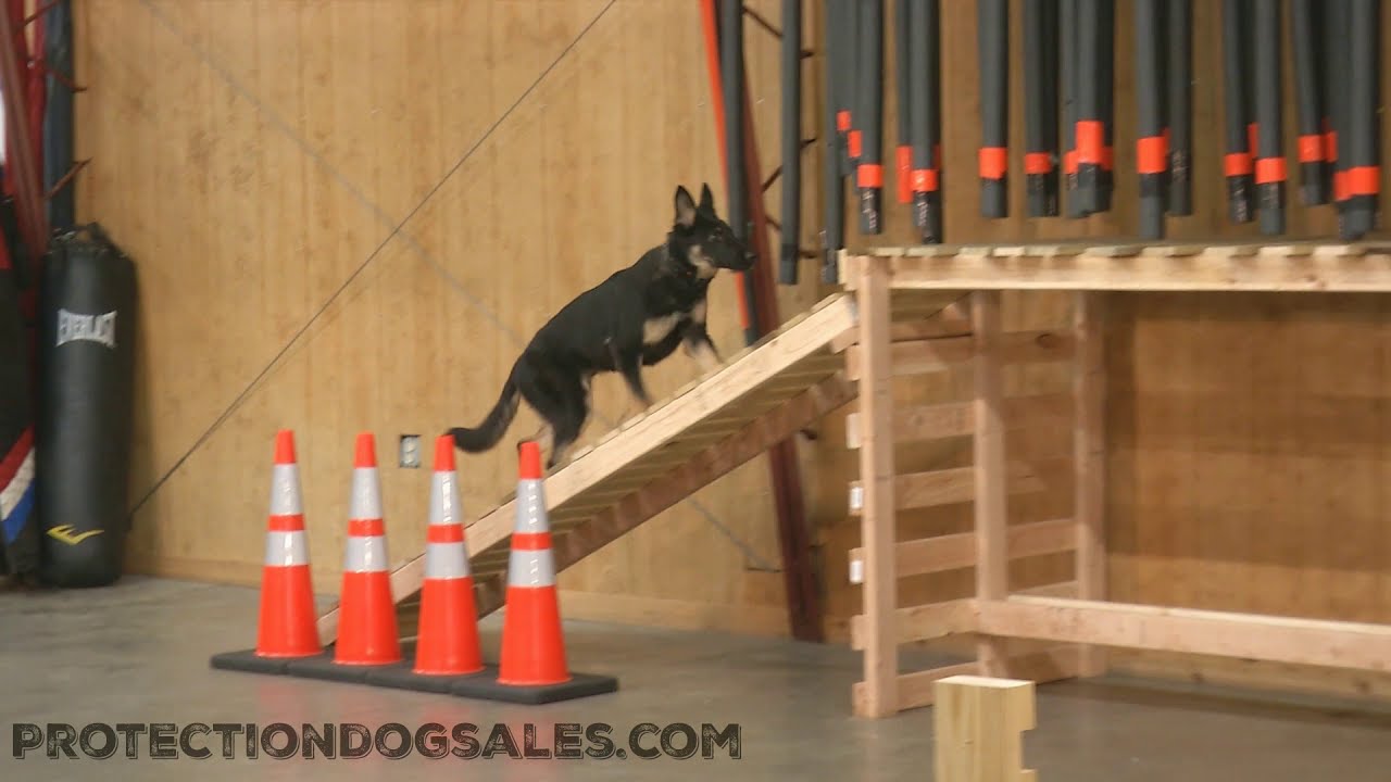 YouTube Super Star Shepherd "Ranger" 7 Mo's Obedience/Agility Julius K9 Duo Play Ball Training @ PDS