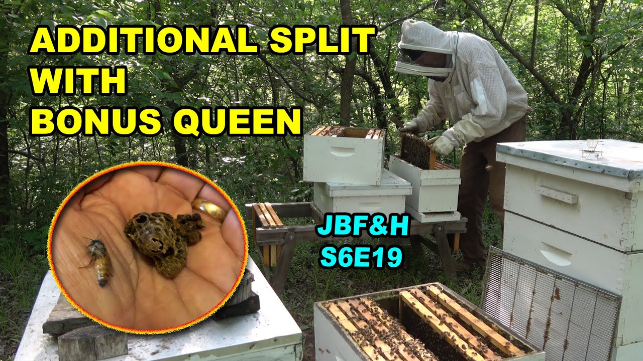 Extra Split from Bonus Queen: Splitting a Bee Hive with Virgin Queen S6E19 #beekeeping