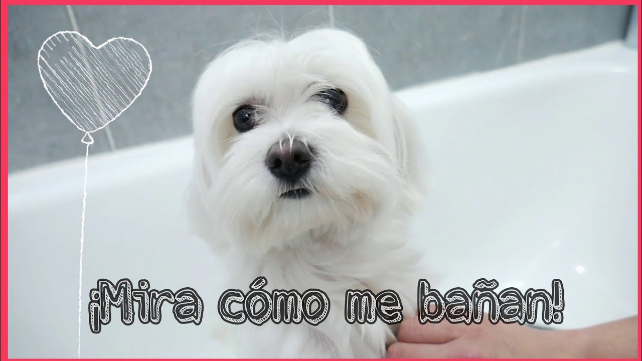 Cómo bañar a tu Bichón Maltés y razas de pelo largo, en casa.