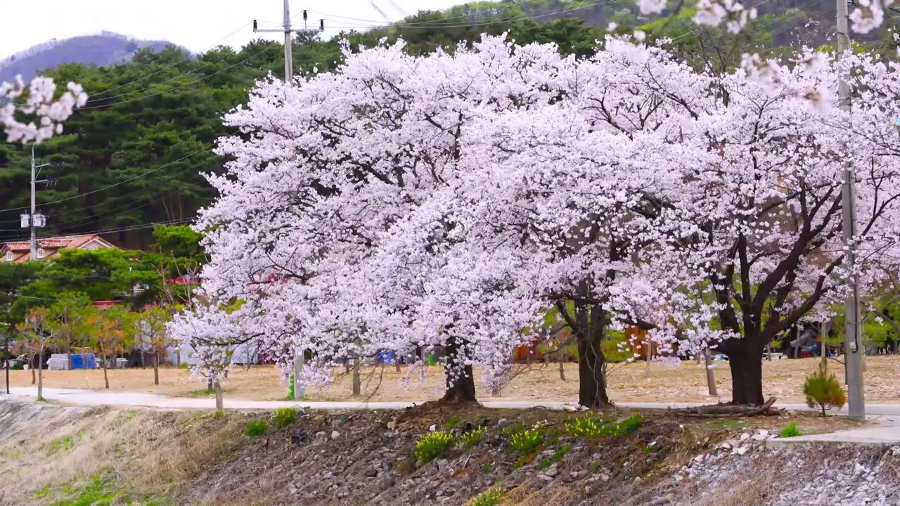 3-Hour Relaxing Music l Peaceful Cherry Blossom Trees