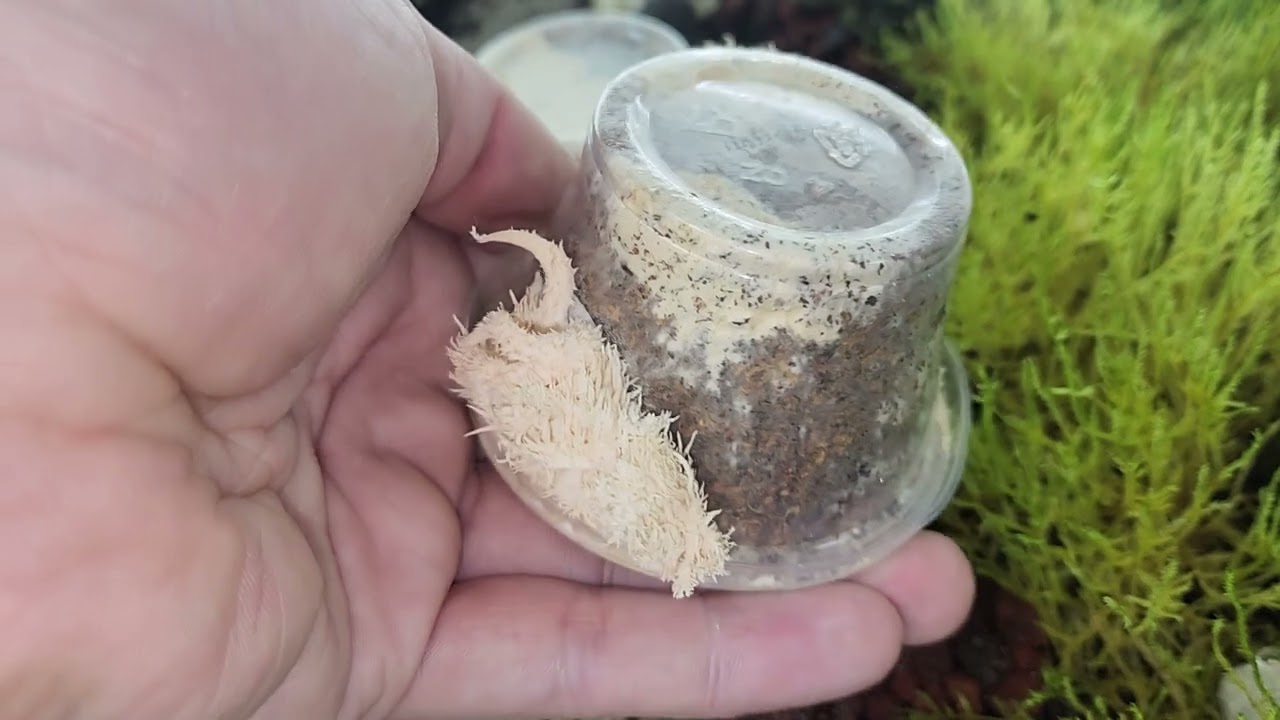 How to Grow Mushrooms in your Terrarium or Vivarium - Houston Frogs Mini Kits