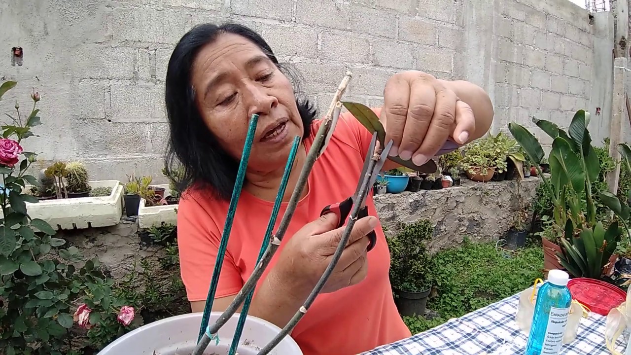 COMO SEMBRAR PLANTA HIJA  DE ORQUÍDEA MADRE (Keiki) //HIJUELO DE ORQUÍDEA,  SEPARAR DE PLANTA MADRE