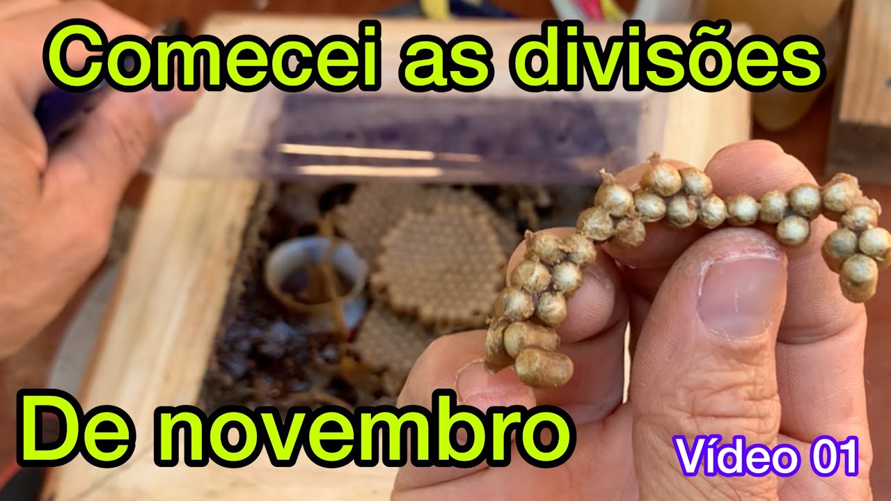 Iniciou as divisões de mandaçaias