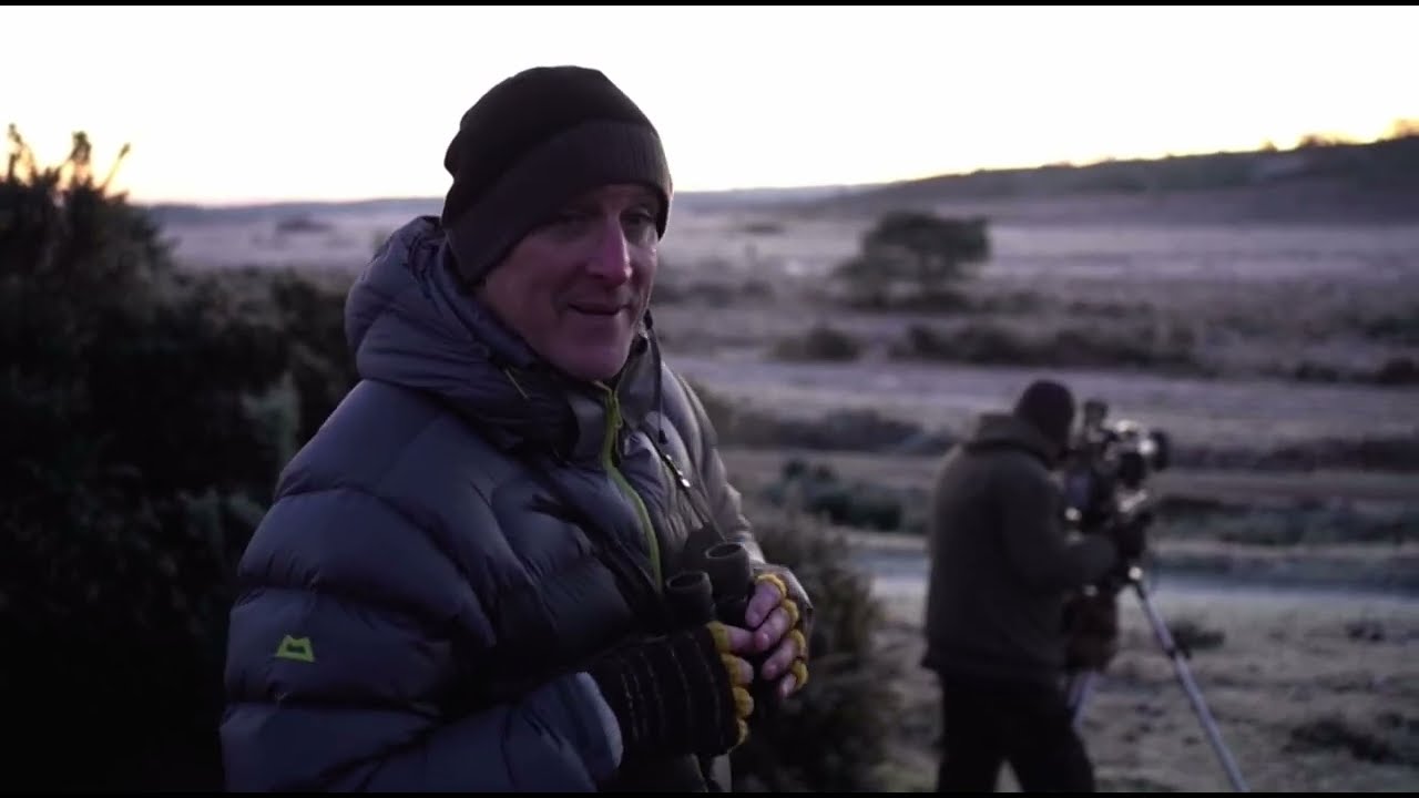 Iolo Williams searching for his favourite bird the Hen Harrier at RSPB Arne | Winterwatch 2024
