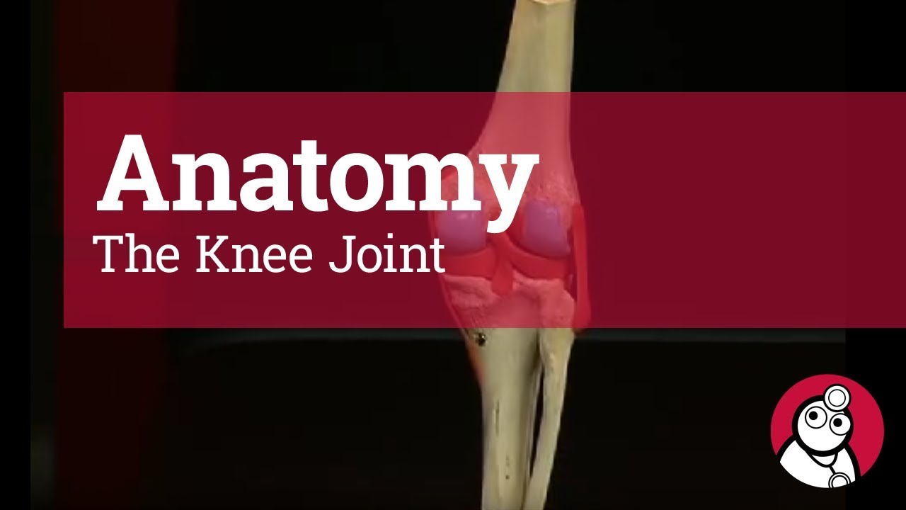 Anatomy: The Knee Joint