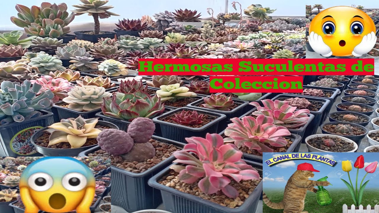 😱Visitamos un Invernadero de Suculentas de colección 🌸😱 Lima Perú #suculentas #plantas #coleccion