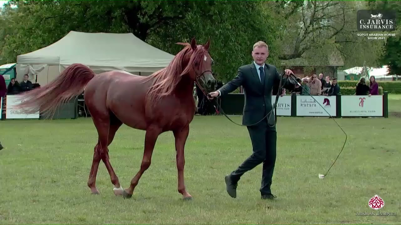 N 49 ERANTIS   Sopot Arabian Horse Show 2023   Senior Male Section A Class 6A