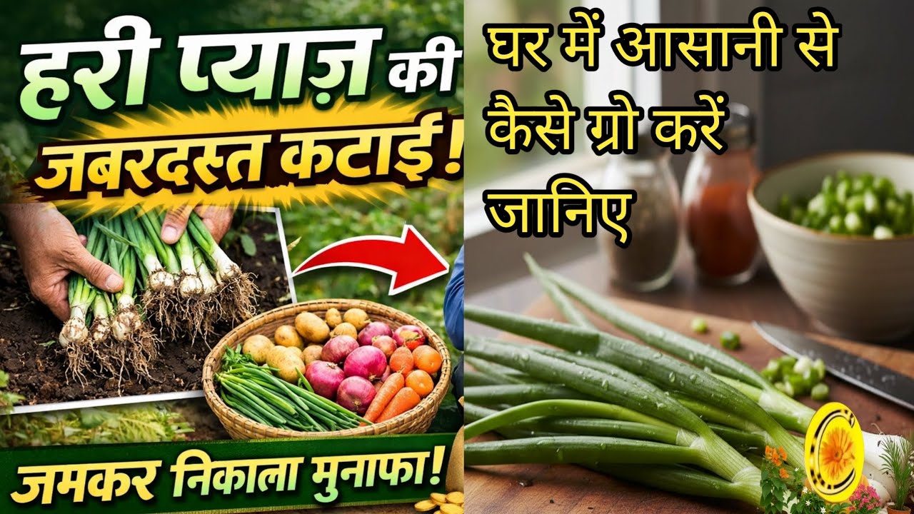 घर के गमलों में उगाई हरी प्याज। देखिए क्या-क्या निकला!घर में आसानी से ग्रो करने की पूरी जानकारी।
