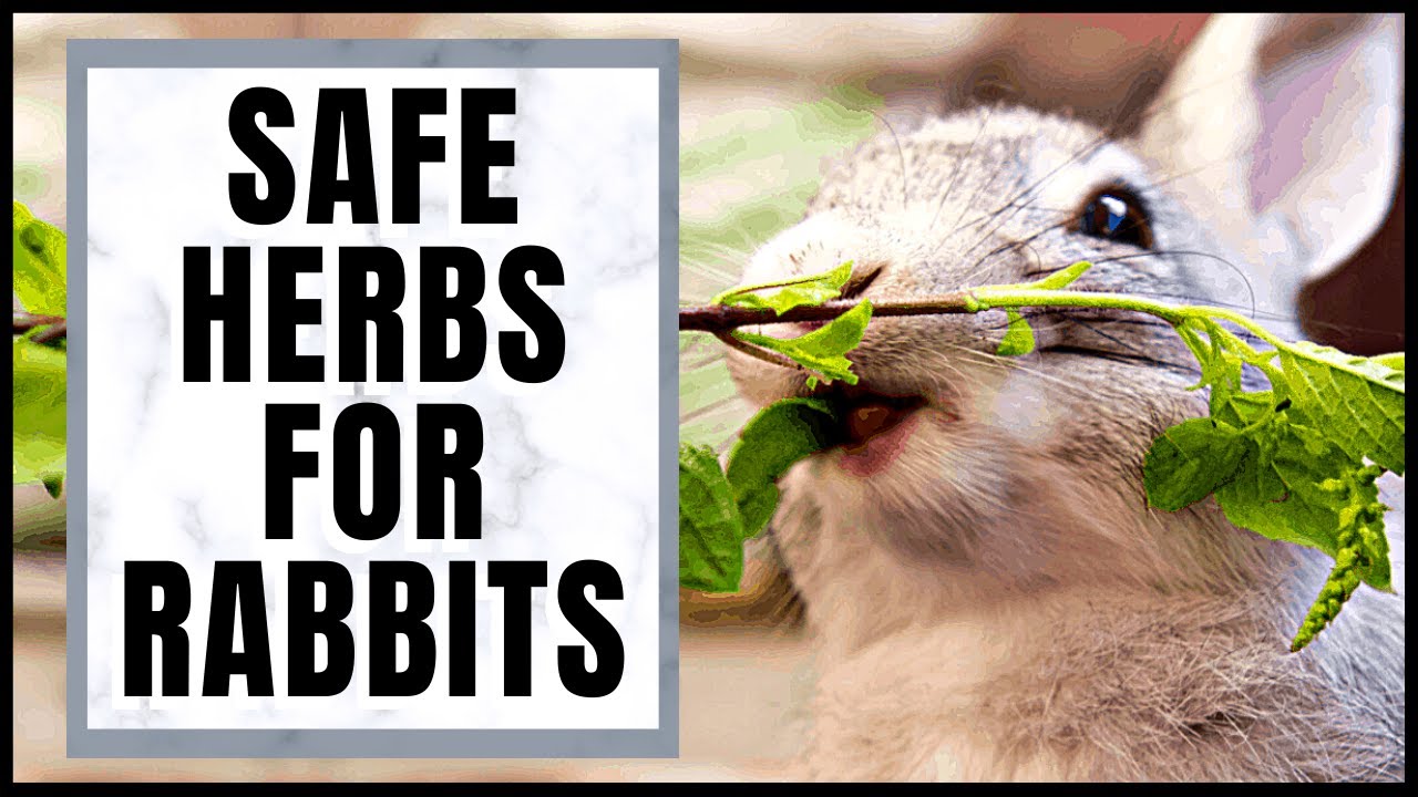 Safe Herbs for Rabbits and Their Medicinal Properties