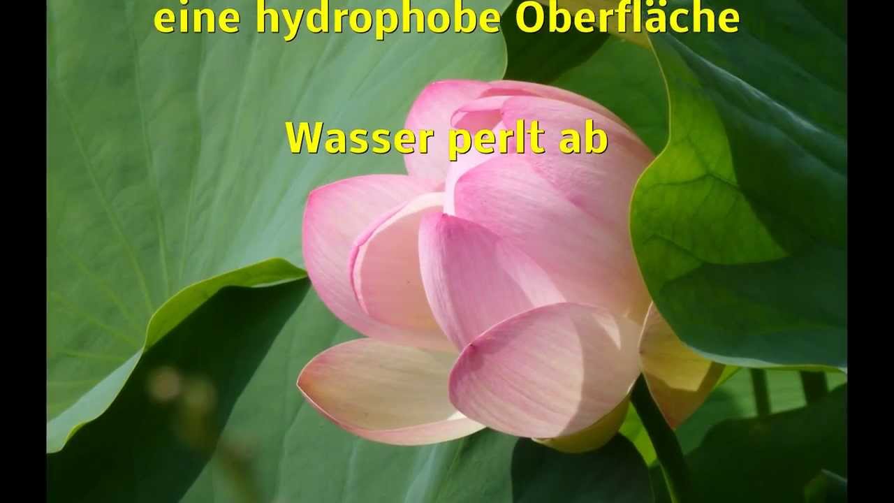 Autobrilliant Lotuseffekt Nano Lackversiegelung