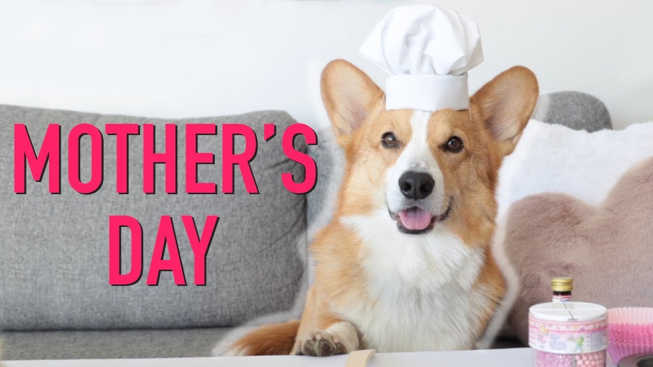 MOTHER'S DAY - Topi the Corgi