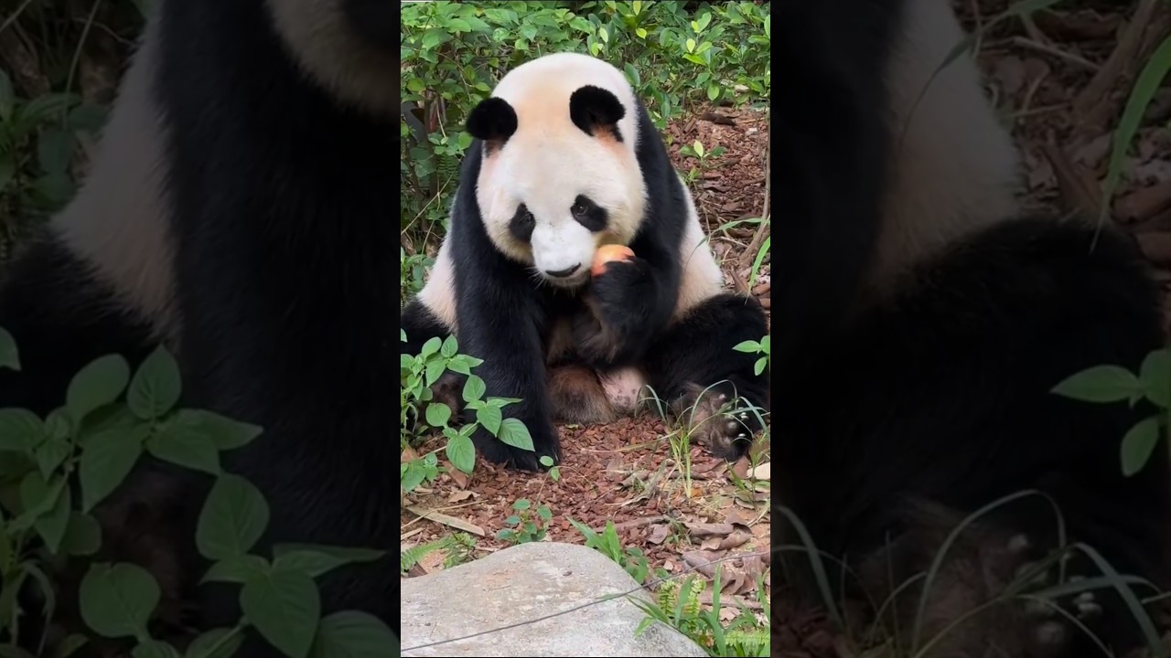 Calm, cuddly, and conservation&rsquo;s hope 🐼🌍#wildlife #naturelovers