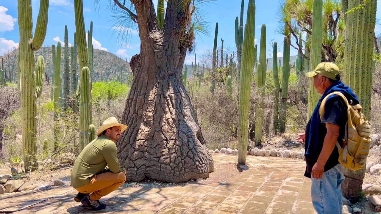 BOSQUE DE CACTÁCEAS ÚNICO EN EL MUNDO