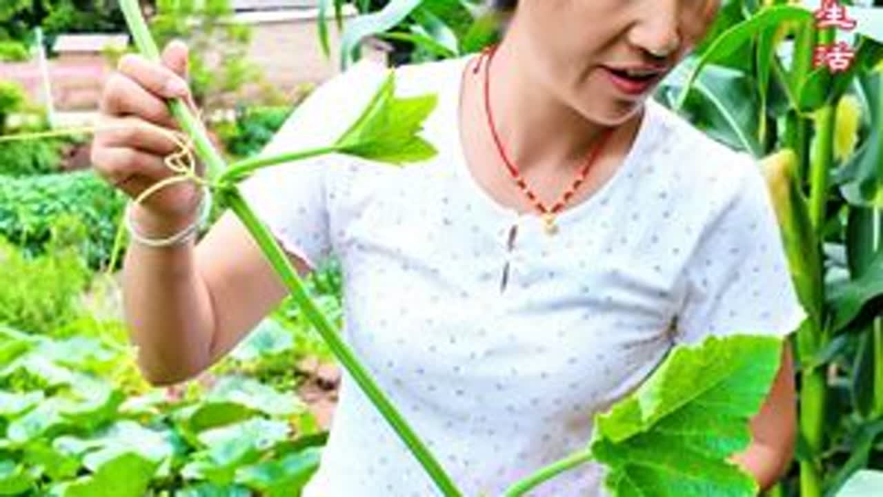 我家的密本南瓜…记录花孃孃的乡村生活… 田园生活、农村生活、抖音记录我的日常生活、山里人家、大山里的生活、为家乡农产品代言、这样的农村生活也太治愈了吧、记录真实农村生活、乡村振兴、服务三农支持三...