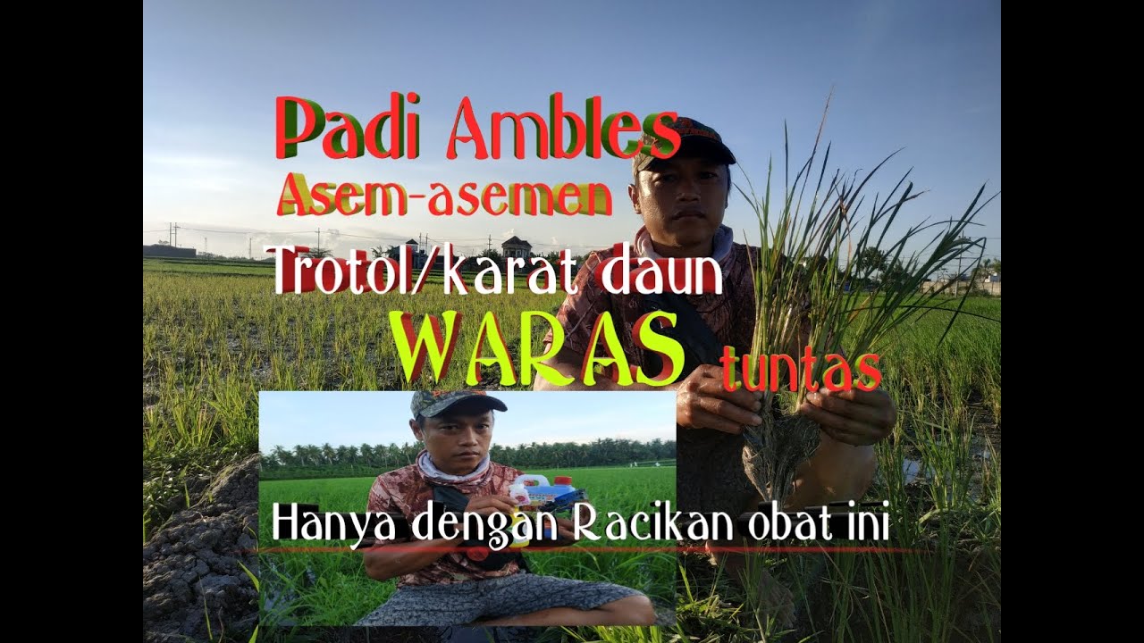 RAHASIA, obat padi ambles,trotol,asem-asemen