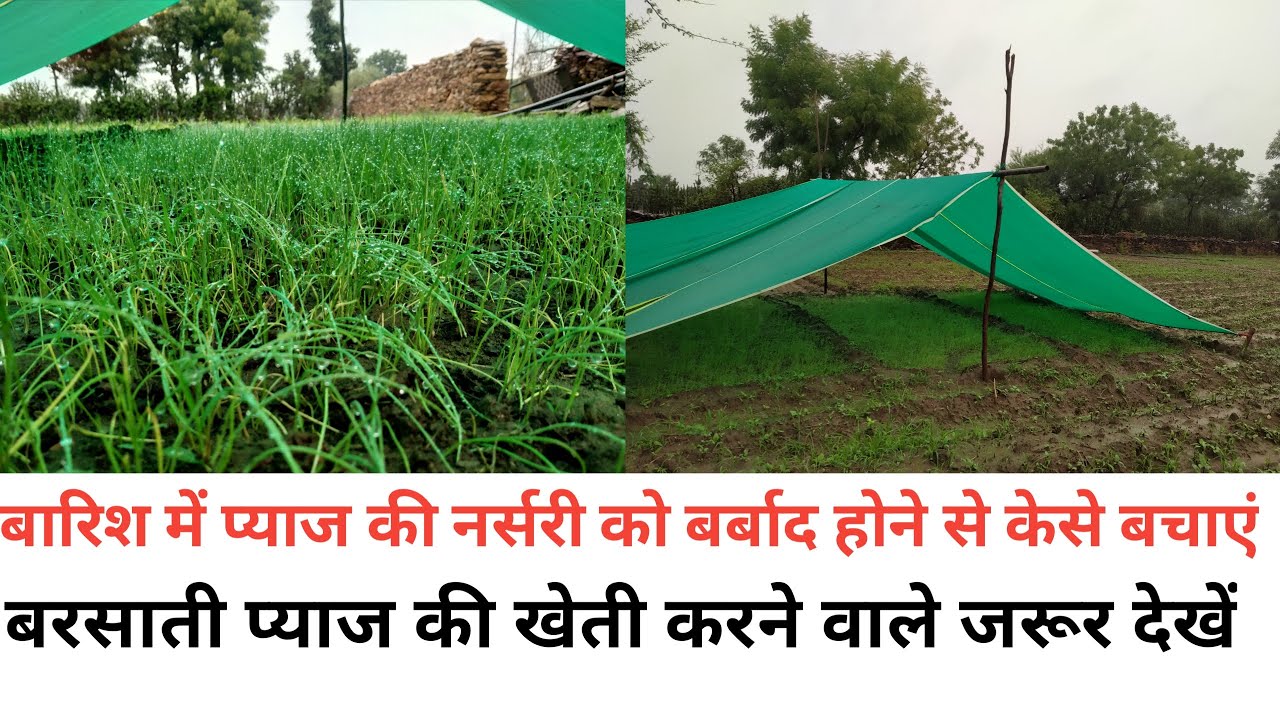 बारिश से प्याज की नर्सरी को बचाए 100%,बारिश से प्याज की नर्सरी को कैसे बचाए,#agriculturebusiness