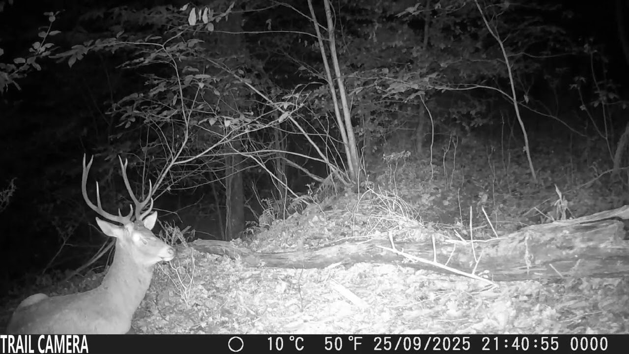 fototrappola coolife bst880  cervi e non #trailcamera #nature #wildlife