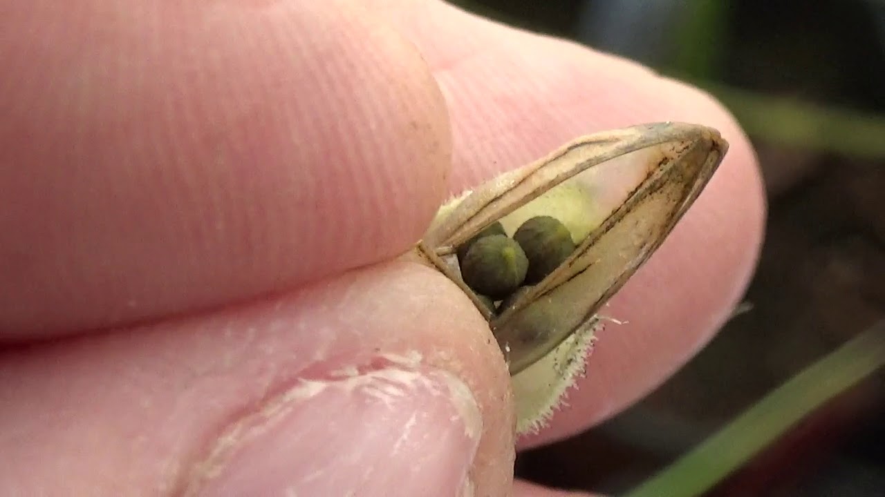 Drosophyllum  Lusitanicum - Cosecha de de semillas de  Planta carnívora