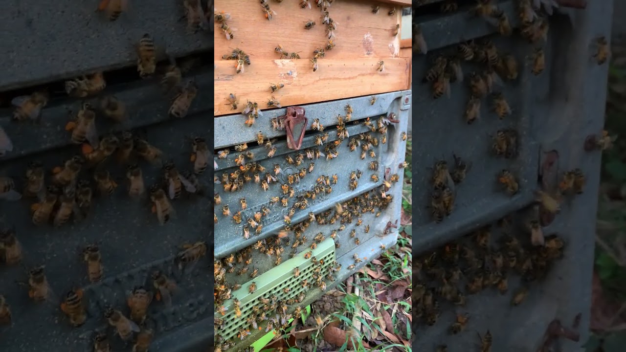 Busy Bees Gathering Pollen  