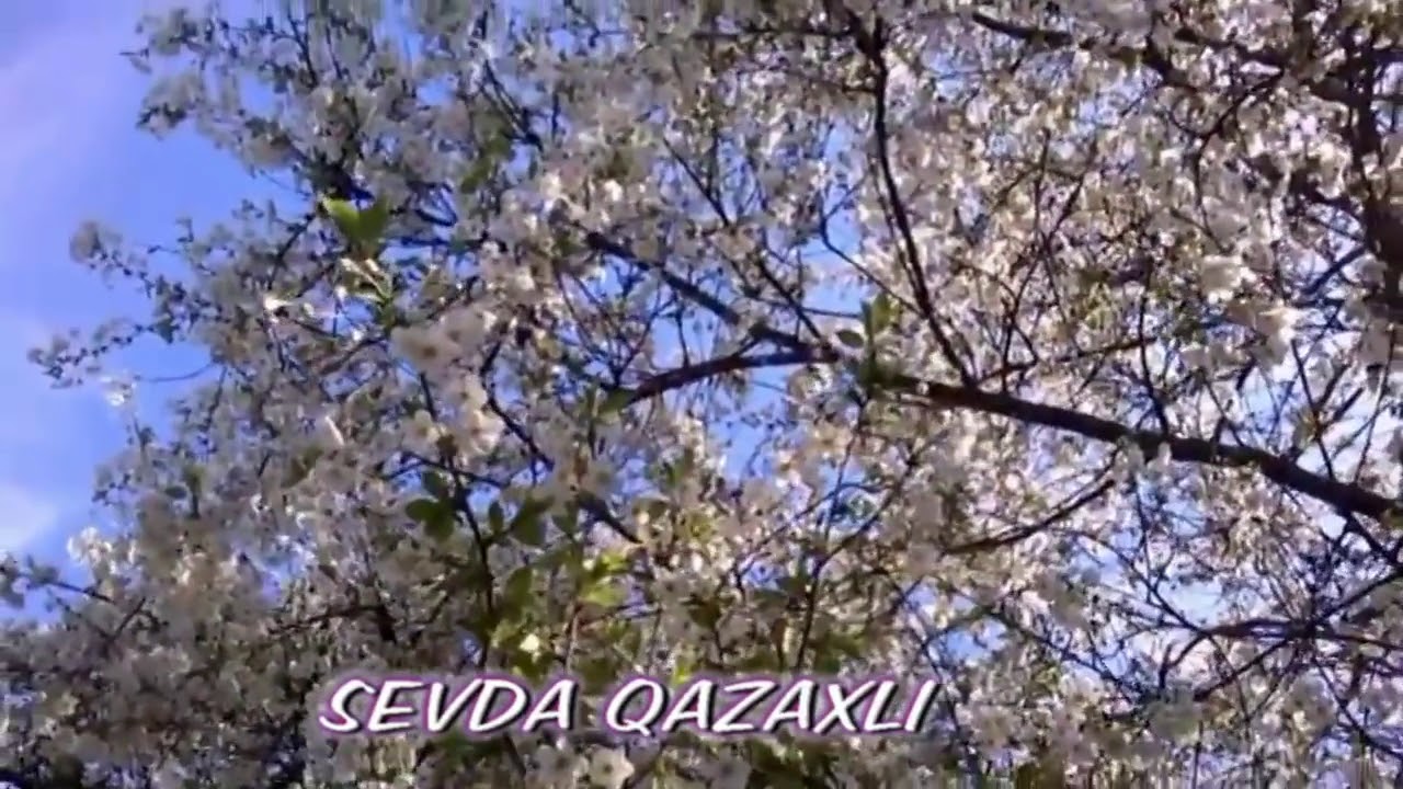 Sevda Qazaxli Ana Laylasi [Official Audio]