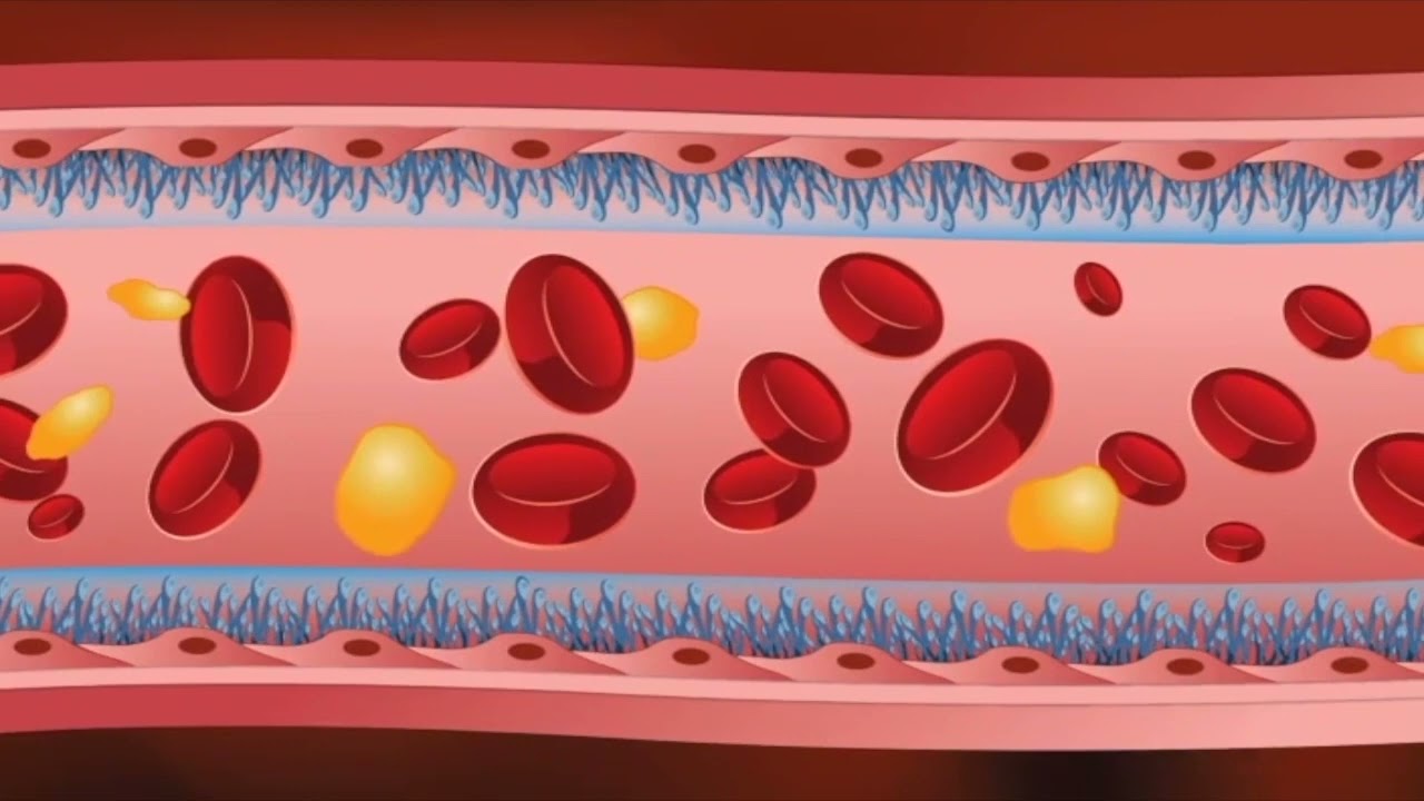 Introduction to the Endothelial Glycocalyx
