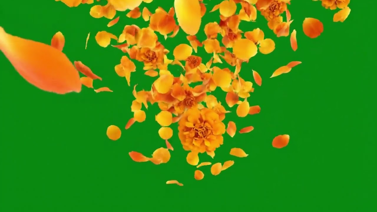 Flower Petals Falling – Green Screen 08