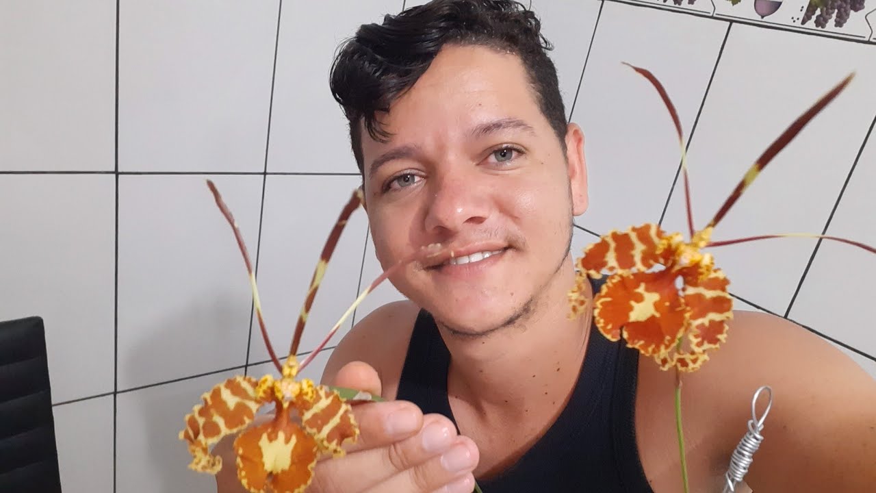 Floração e cultivo da psychopsis papilio orquídea mariposa