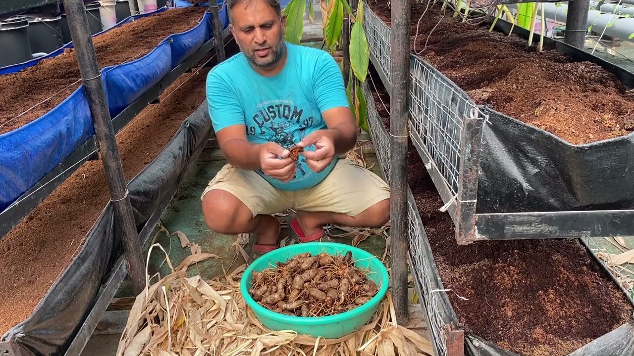 Vertical Tower Turmeric Harvest & Yield analysis