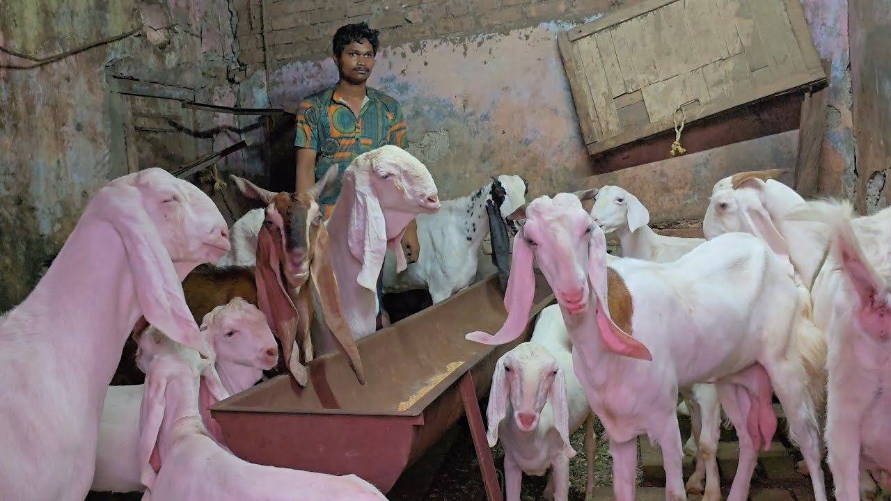 Dhamakedar Quality Offer Ek Se Ek Nagina Bas Lo Aur Shouk Karo || Mohammad Bhai Sakinaka Mumbai ||
