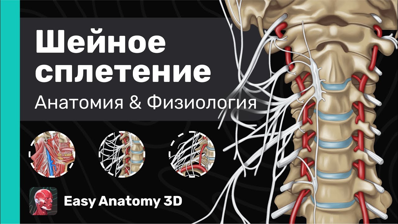 Шейное сплетение: Анатомия | Ветви & Области иннервации | Easy Anatomy