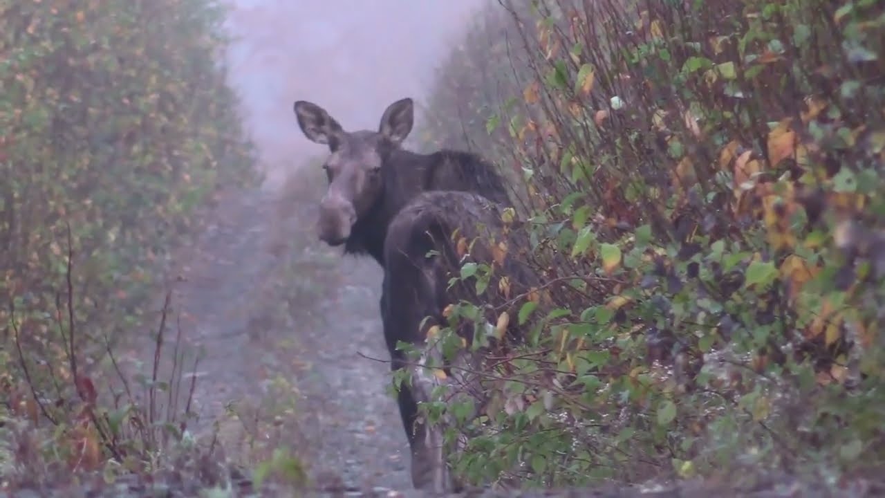 NBMooselovers New Brunswick Moose Moments Part 2