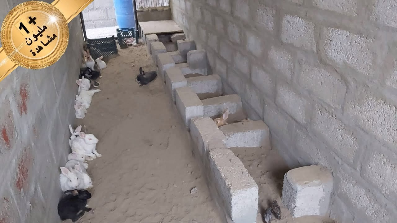 جمعت الارانب كلهم بالمحمية الجديدة وسويتلهم اماكن للولادة