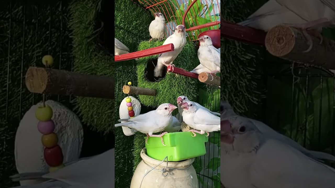 Relaxing Animals Live | Birds • Fish • Sparrows