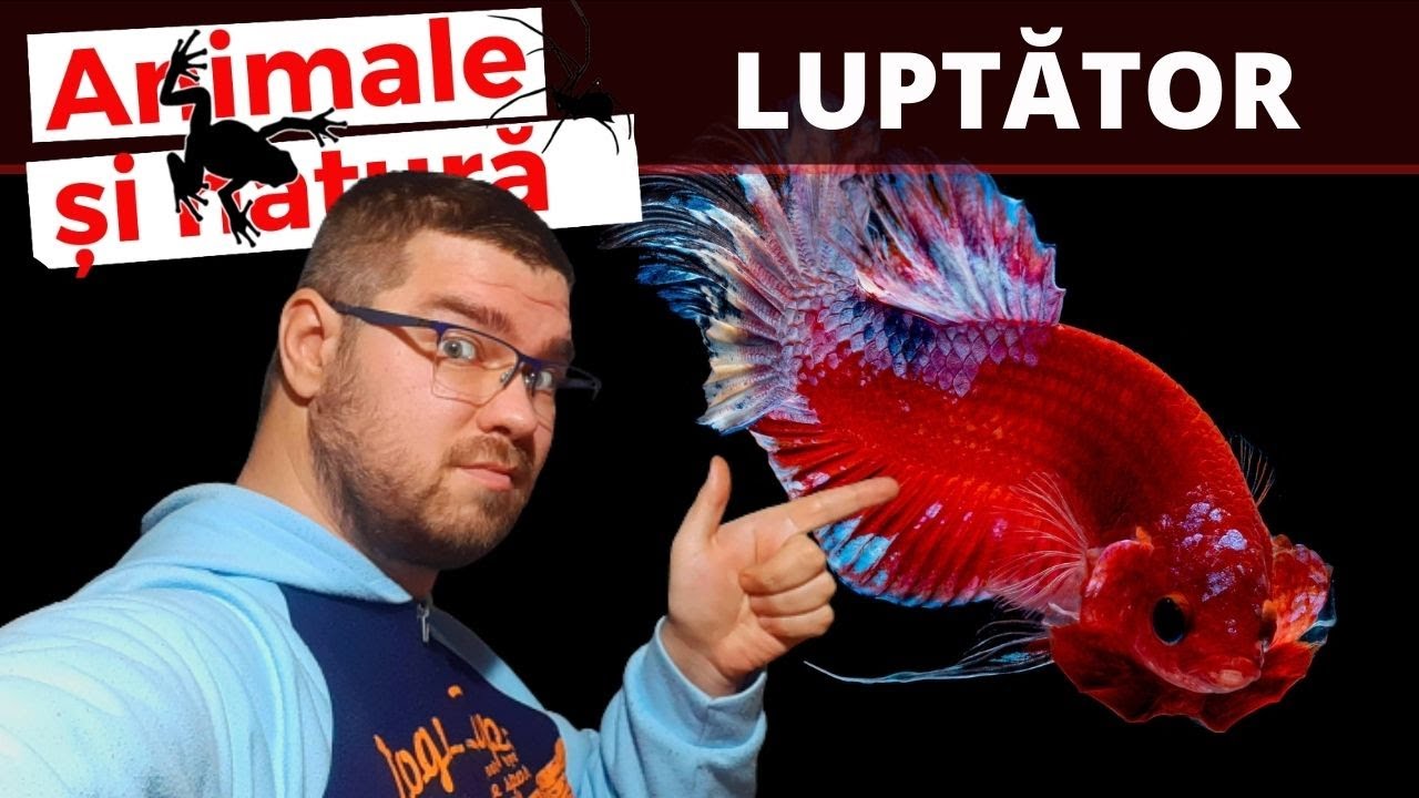 Cu ce pesti se inteleg pestii luptatori Betta?