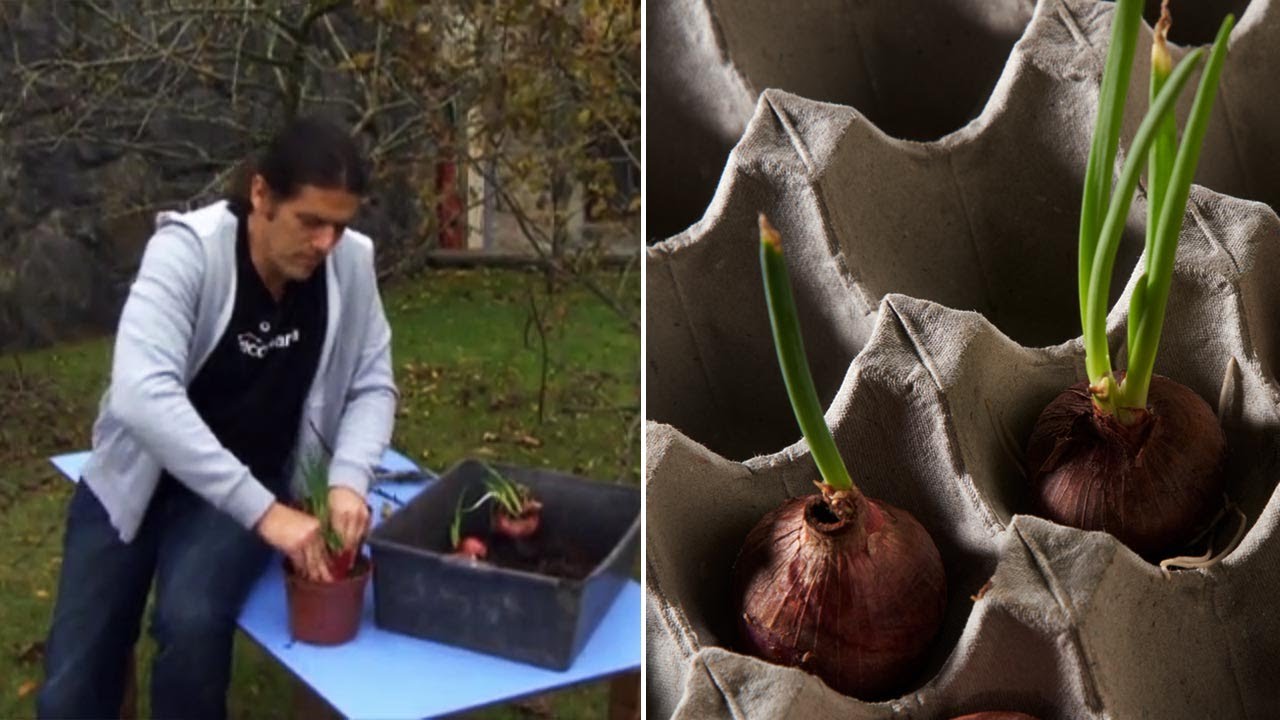 C&oacute;mo plantar las cebollas brotadas (f&aacute;cil) - Bricoman&iacute;a - @Jardinatis