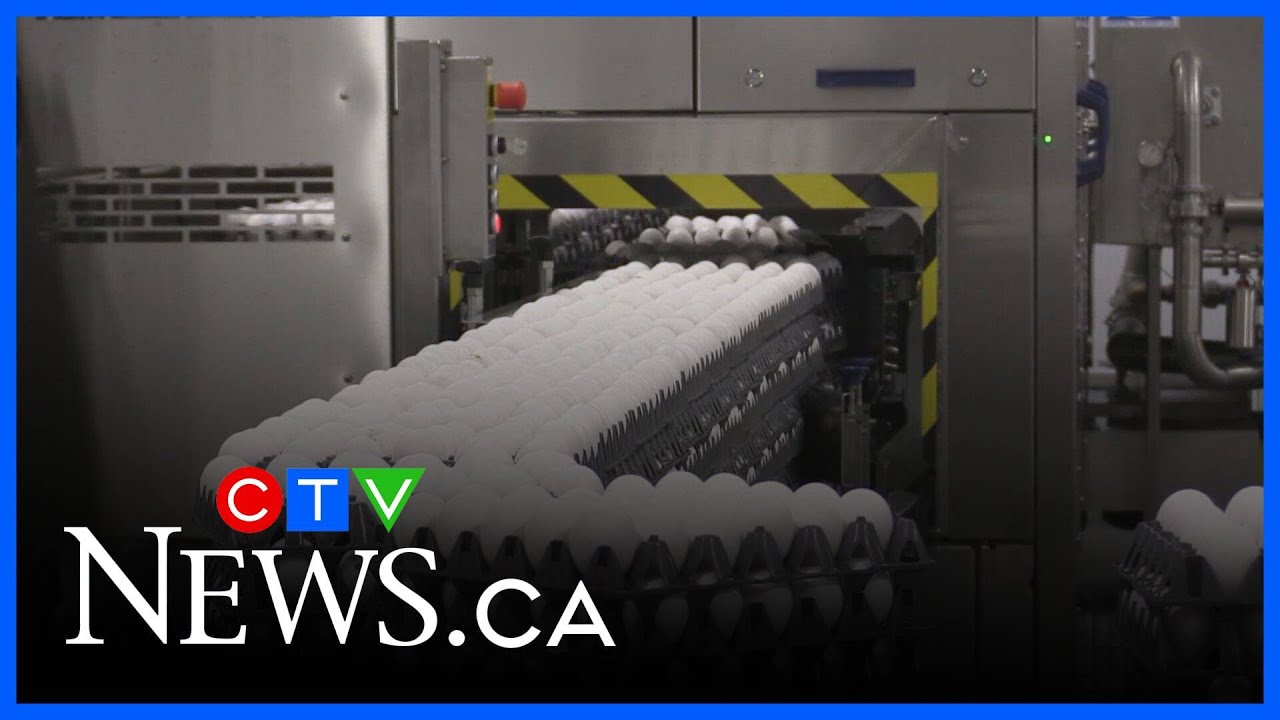Listowel home to Canada’s largest egg grading facility