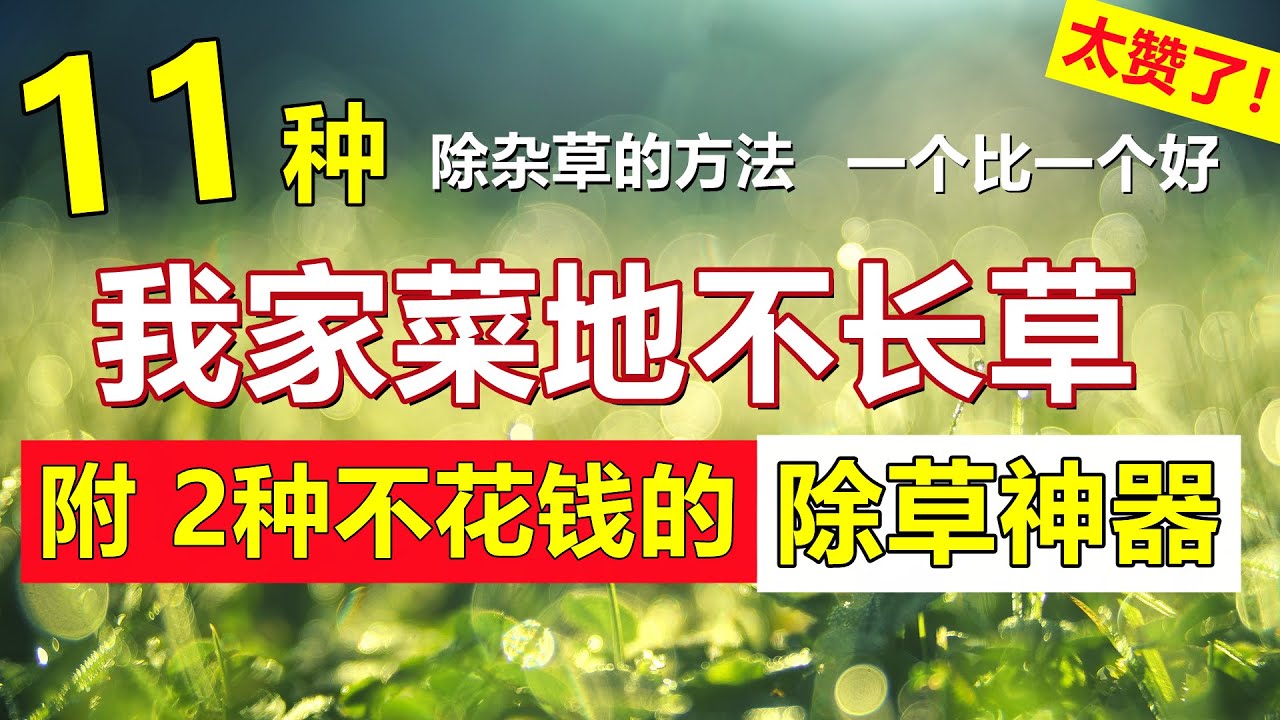 除杂草野草11个方法, 含【2个免费的除草神器】太赞了！Weeds free garden