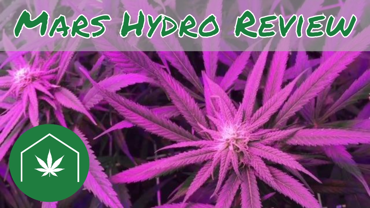 Easily Grow Cannabis at Home: Mars Hydro 300 Watt LED Grow Light Review