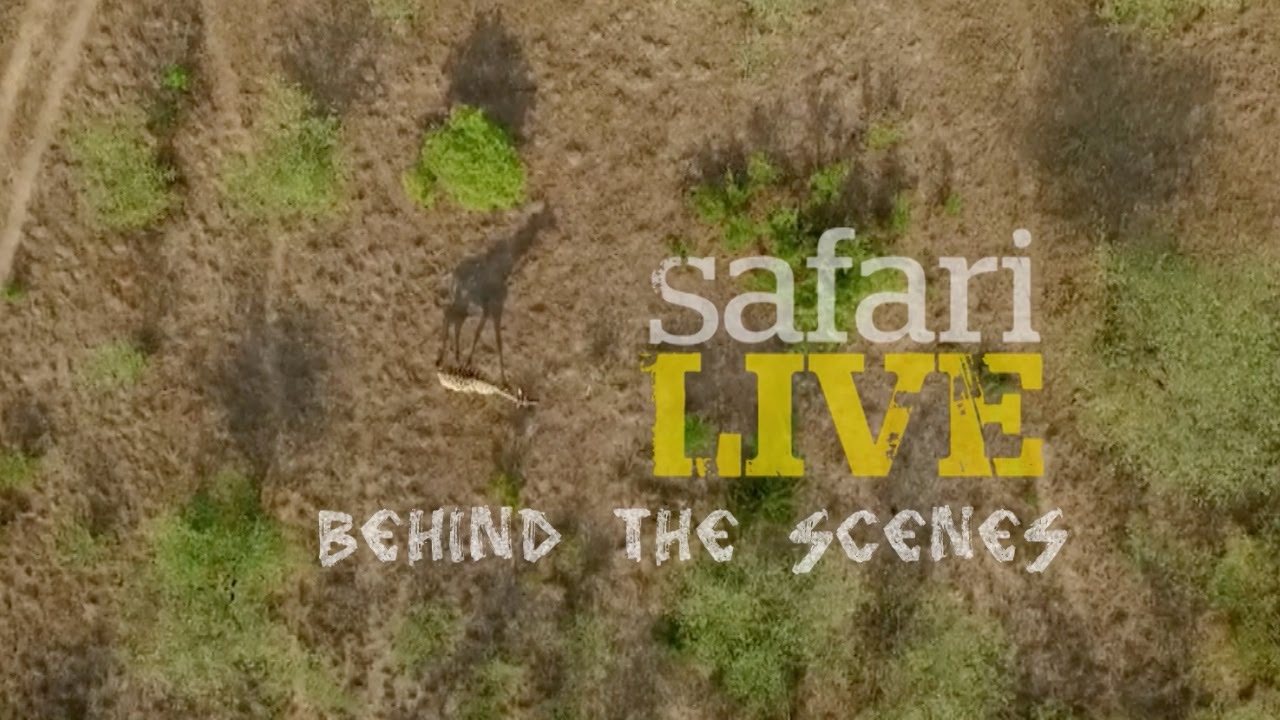 Behind the Scenes - safariLIVE goes on Nat Geo WILD