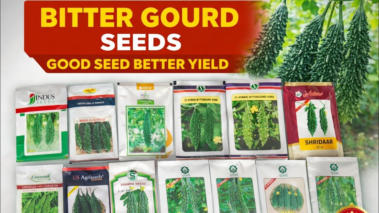 bittergourd seeds best Verity #karela seeds available 