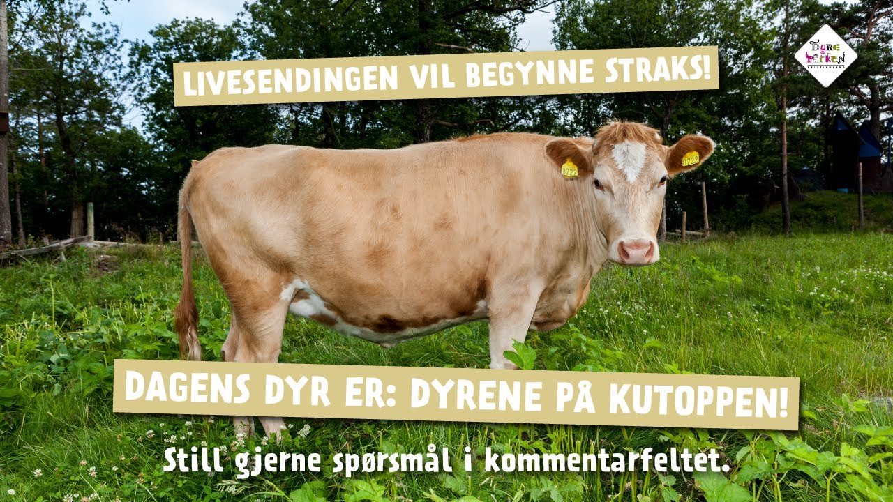 Dagens dyr fra Dyreparken 23. april: Dyrene på KuToppen!