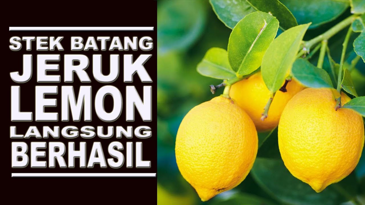 Cara Stek Jeruk Lemon Langsung Berhasil