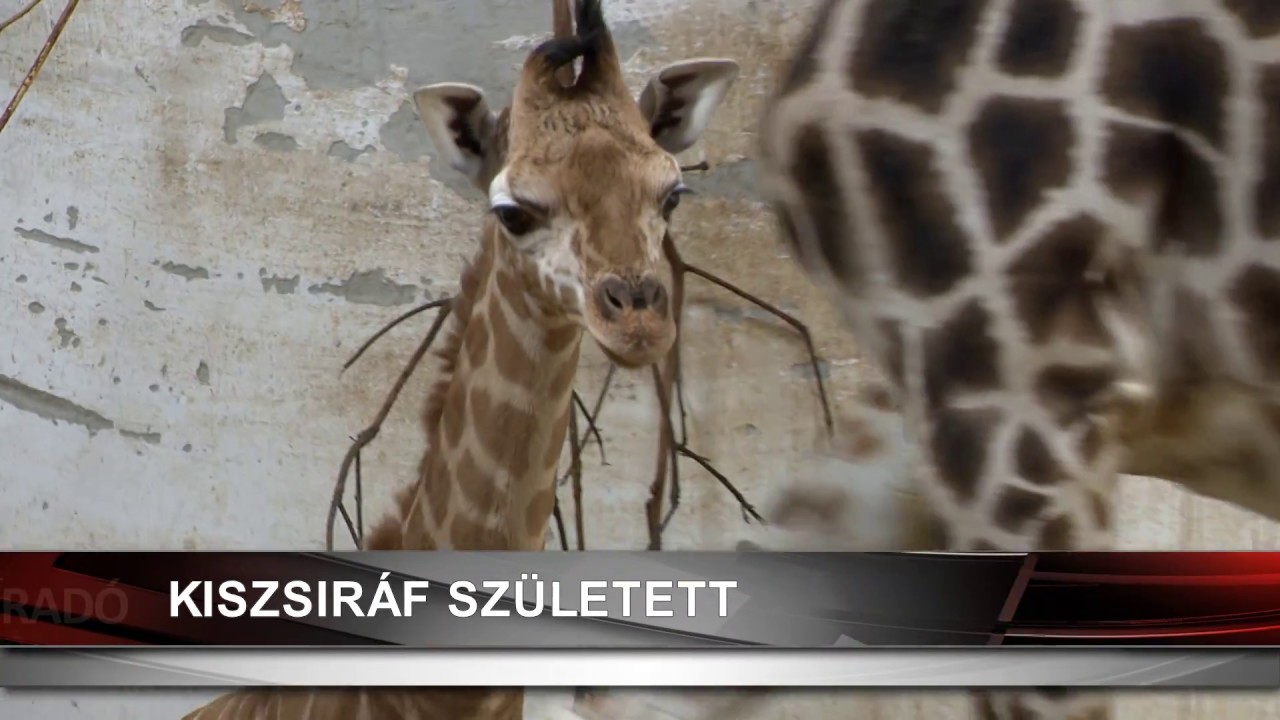 Zsiráf született a Nyíregyházi Állatparkban